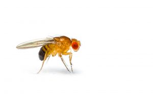 The Seasonal Fruit Fly Epidemic – and how to oust them from your office!