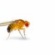 The Seasonal Fruit Fly Epidemic – and how to oust them from your office!